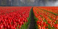 Campo de tulipas holandesas