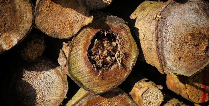 BTG Pactual revisa projeções para celulose e eleva preço-alvo de empresas do setor