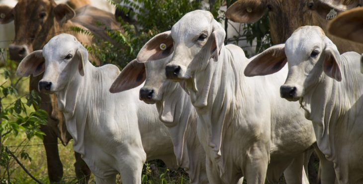 Papéis da Marfrig disparam após anúncio de compra de companhia americana