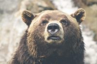 Buggpedia: O que é um Bear Market?