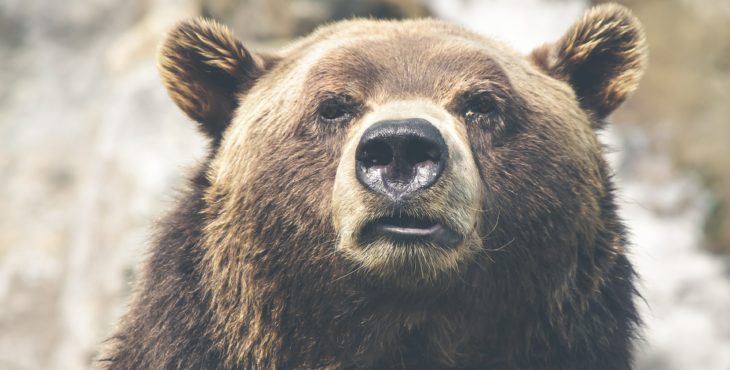 Buggpedia: O que é um Bear Market?