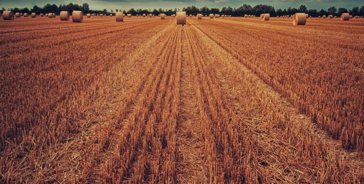 O que são agrotechs e como elas funcionam?